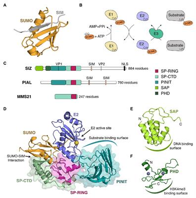 Plant SUMO E3 Ligases: Function, Structural Organization, and Connection With DNA